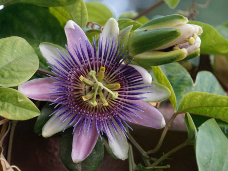 Passiflora-integratore-sonno-riposo