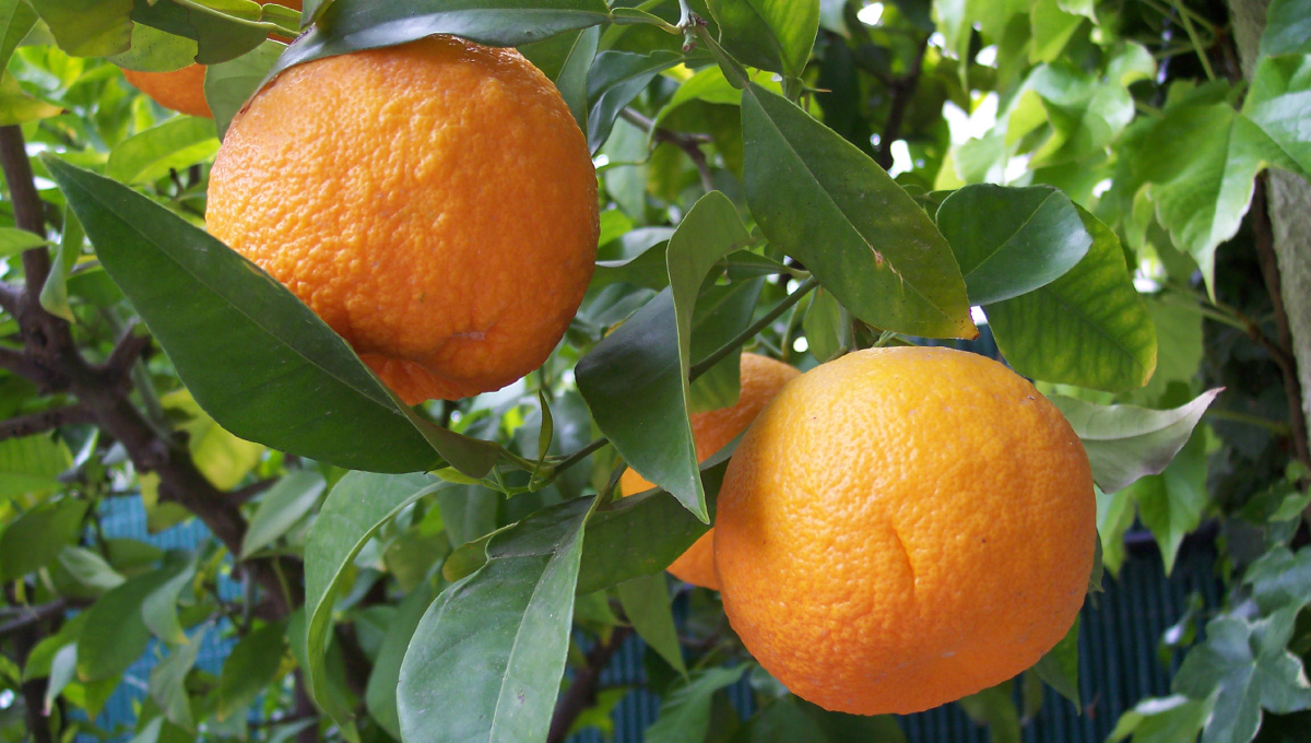Citrus-aurantium-metabolismo