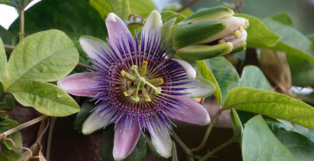 Passiflora-integratore-sonno-riposo