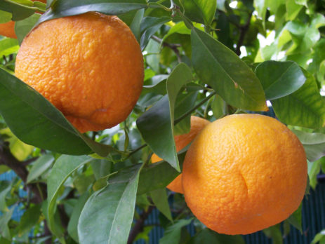 Citrus-aurantium-metabolism