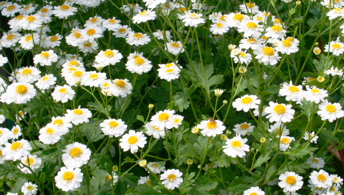 Feverfew-food-supplement-pains-and-inflammatory